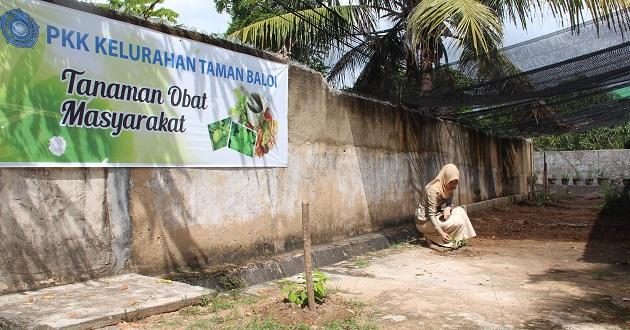 Temukan 20 Jenis Tanaman Obat di Kelurahan Taman Baloi